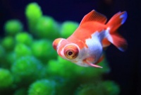 家里什么可以代替鱼食（暂时不喂）