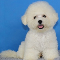 2026 爆款比熊犬美毛狗粮，新手养猫，让棉花糖毛发亮到会 反光！