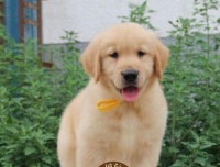 关于狗舍小狗的饮食-宠物训练-番茄宠物网