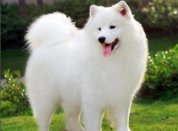 狗狗流白鼻涕，感冒或呼吸道感染，及时就医。