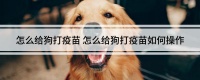 怎么给狗打疫苗 怎么给狗打疫苗如何操作