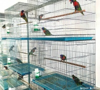 新春走基层｜从养鸡场到鹦鹉园，他转型瞄准宠物经济