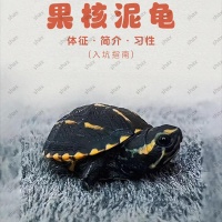 2025 年 9 月果核泥龟选购全攻略：价格、挑选与适合人群
