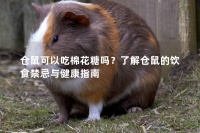 仓鼠可以吃棉花糖吗？了解仓鼠的饮食禁忌与健康指南