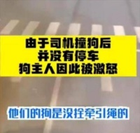 狗没牵绳闯红灯被撞死，犬主当交警面打司机，扬言：花100万买命