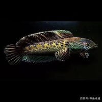 黄金眼镜蛇雷龙鱼饲养方法：黄金眼镜蛇雷龙鱼的饲养方法