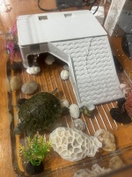 龟缸水质管理指南：草龟、巴西龟、蛋龟的差异与养护秘诀