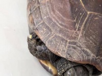 乌龟眼睛现白膜或感染缺维生素，需及时就医改善环境