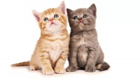 猫咪眼病症状+眼病种类+美容师优缺点，宠物护理必备攻略！
