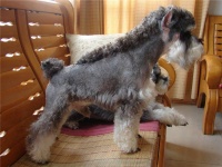 雪纳瑞狗的造型大全（雪纳瑞狗的十种最受欢迎的造型）