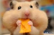 仓鼠新手须知：快速适应仓鼠的养护方法
