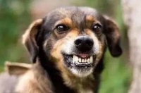 被咬伤的宠物狗怎么办