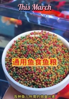 锦鲤鱼粮的自制方法是什么？需要哪些材料？