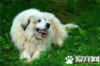 大白熊犬的饲养 一般来说可以适当的多加一餐