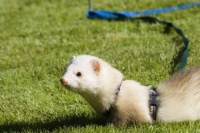 雪貂饲养进阶指南：让貂貂在你家安全快乐过一生