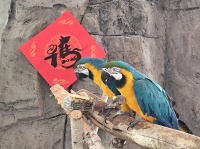 萌兽闹新春！动物园里，TA们吃上定制年味大餐