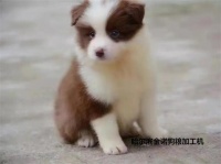 狗狗怀孕了，母犬哺乳有什么注意到