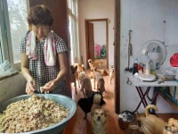 一位六旬老人的流浪狗救助之路：9年坚守背后的辛酸与温暖