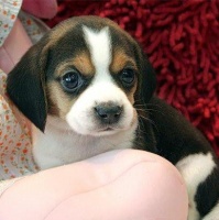 比格犬幼犬个人比格犬领养比格犬家养转让出售纯种宠物狗同城小中型犬猎兔犬