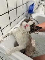 宠物美容排到深夜，寄养一“笼”难求……过年仪式感带动台州“它经济”升温