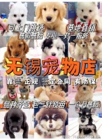 无锡哪里有正规犬舍猫舍?这里安全可靠还能实地选宠物不虚此行