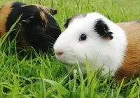 惊！新手照顾豚鼠竟让手指伤痕累累？快来看正确方法！