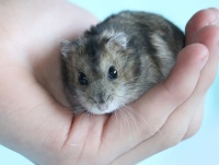 17种容易照顾的宠物推荐