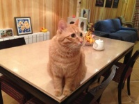 田园猫怎么当宠物猫饲养