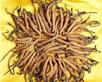 泉州安溪宠物犬行为习惯纠正 狗狗行为问题纠正