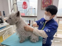 节前人忙宠物也忙！“年兽”扎堆洗澡，还有毛孩打飞的做美容