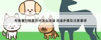 布鲁塞尔格里芬犬怎么洗澡 洗澡步骤及注意事项