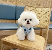 上海宠颜宠物猫狗售卖：适配爱宠人士，提供约克夏、马尔济斯、马尔泰、可卡布、西高地等宠物狗售卖服务