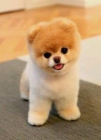 关于哈士奇犬的选购