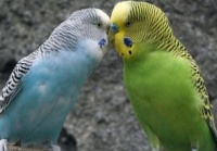 虎皮鹦鹉拉白便是什么原因？