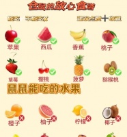 仓鼠饱腹的食谱有哪些？