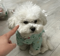 家里的狗总跟你对着干？试试这几招，狗狗乖乖听话