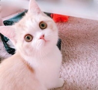 萌宠圈海外领地，猫咪专属小站