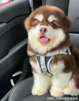 苏州哪家宠物店有卖阿拉斯加犬的，苏州这里可实体店挑选阿拉斯加