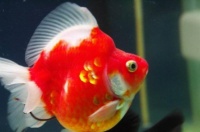 这三种观赏鱼喜庆又容易饲养，可以红红火火过大年！