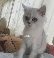 猫咪生病后能自愈吗？哪些常见病症可以自行好转？