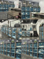 杭州买布偶猫哪里有实体店？这里性价比高还能亲临现场挑选宠物【官方店铺】