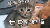 宠物猫死了怎么急救