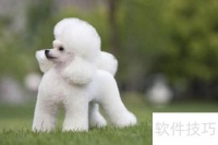 宠物美容培训费用详解