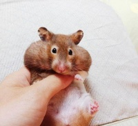 仓鼠有哪些食物是绝对不能吃的呢？