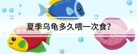 夏季乌龟多久喂一次食？