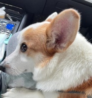 小狗晕车怎么办（宠物出行必备攻略）