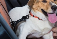 如何带宠物猫咪搭乘客车（详解宠物猫咪乘坐客车的注意事项及准备工作）