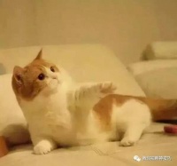 用手机为爱宠拍出萌到化的照片！