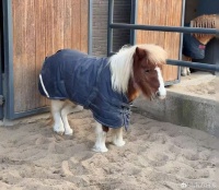 城市住宅区养矮马是否面临行政处罚风险？