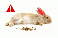 兔子中暑的早期信号识别：一个小型哺乳动物的热交换失衡模型拆解